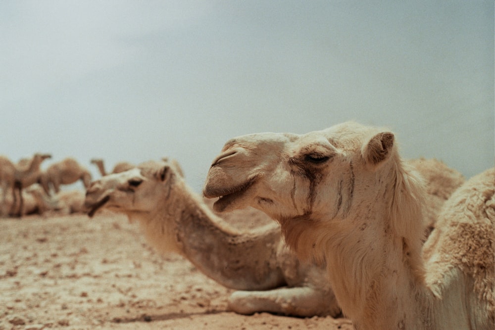 a group of camels sitting in the desert