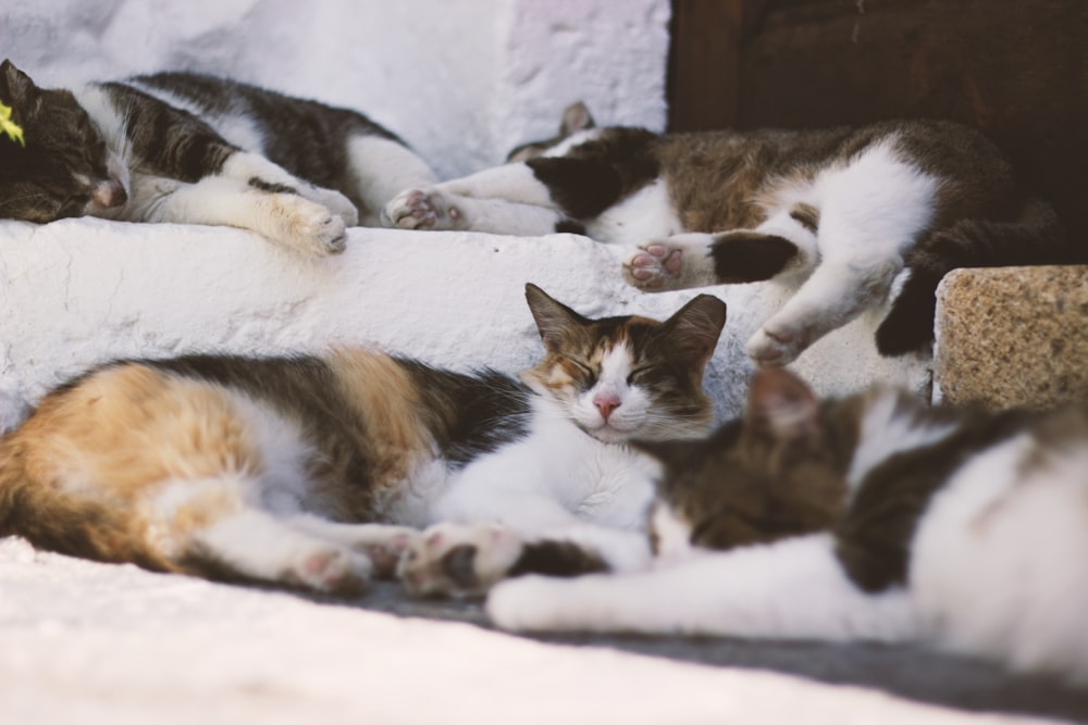 a group of cats laying next to each other
