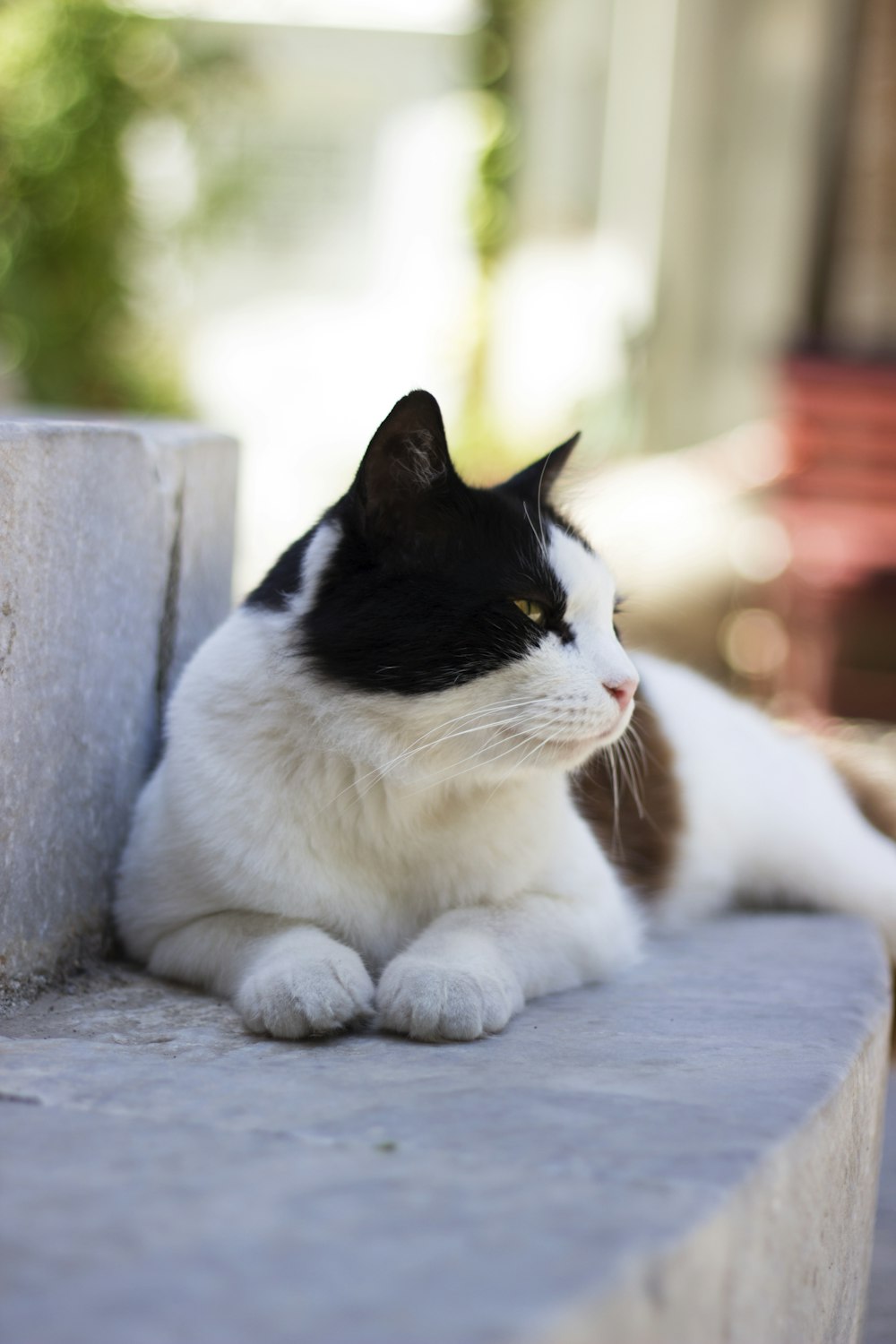 Un gato blanco y negro está sentado en una repisa