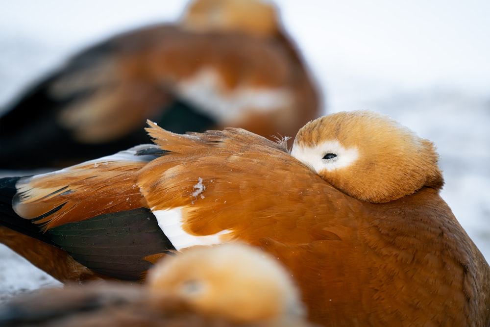 a close up of a duck with another duck in the background