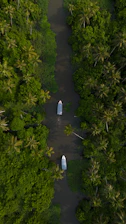 two boats are in the middle of a river surrounded by palm trees