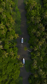 two boats are in the middle of a river surrounded by palm trees