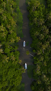 two boats are in the middle of a river surrounded by palm trees