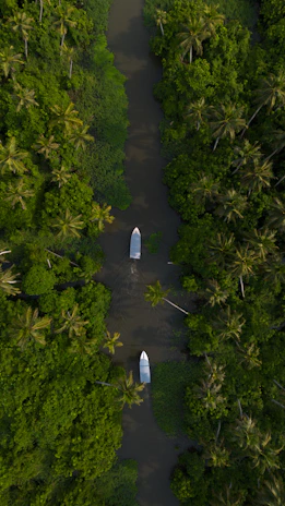 two boats are in the middle of a river surrounded by palm trees