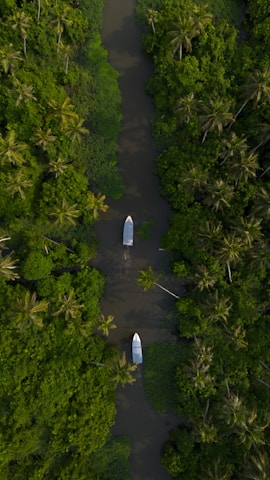 two boats are in the middle of a river surrounded by palm trees