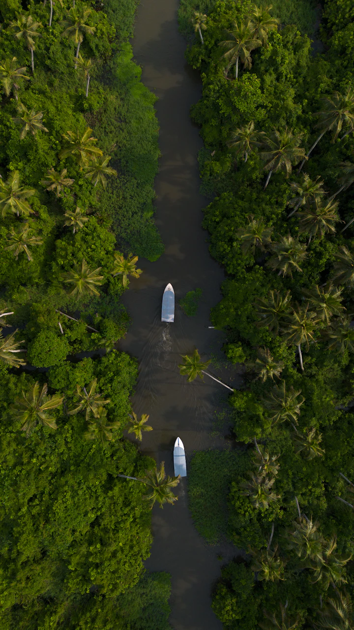 Coconut canopy from above, with a canal and a single boat