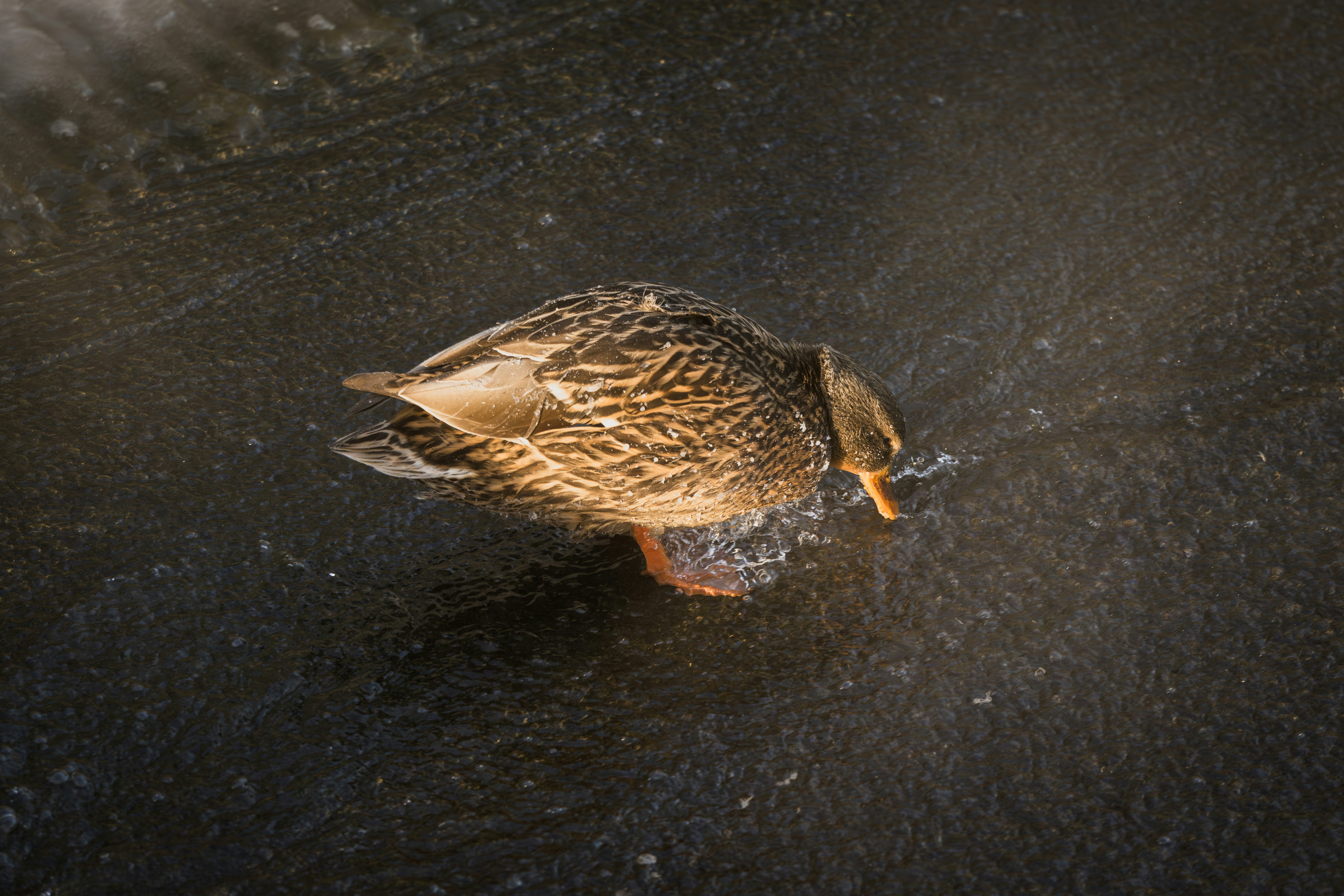 Photo by andreystrizhkov