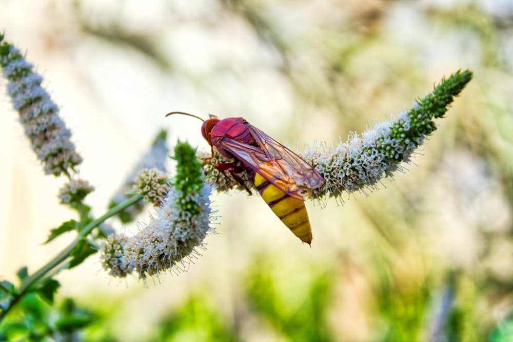 a close up of a bug on a flower