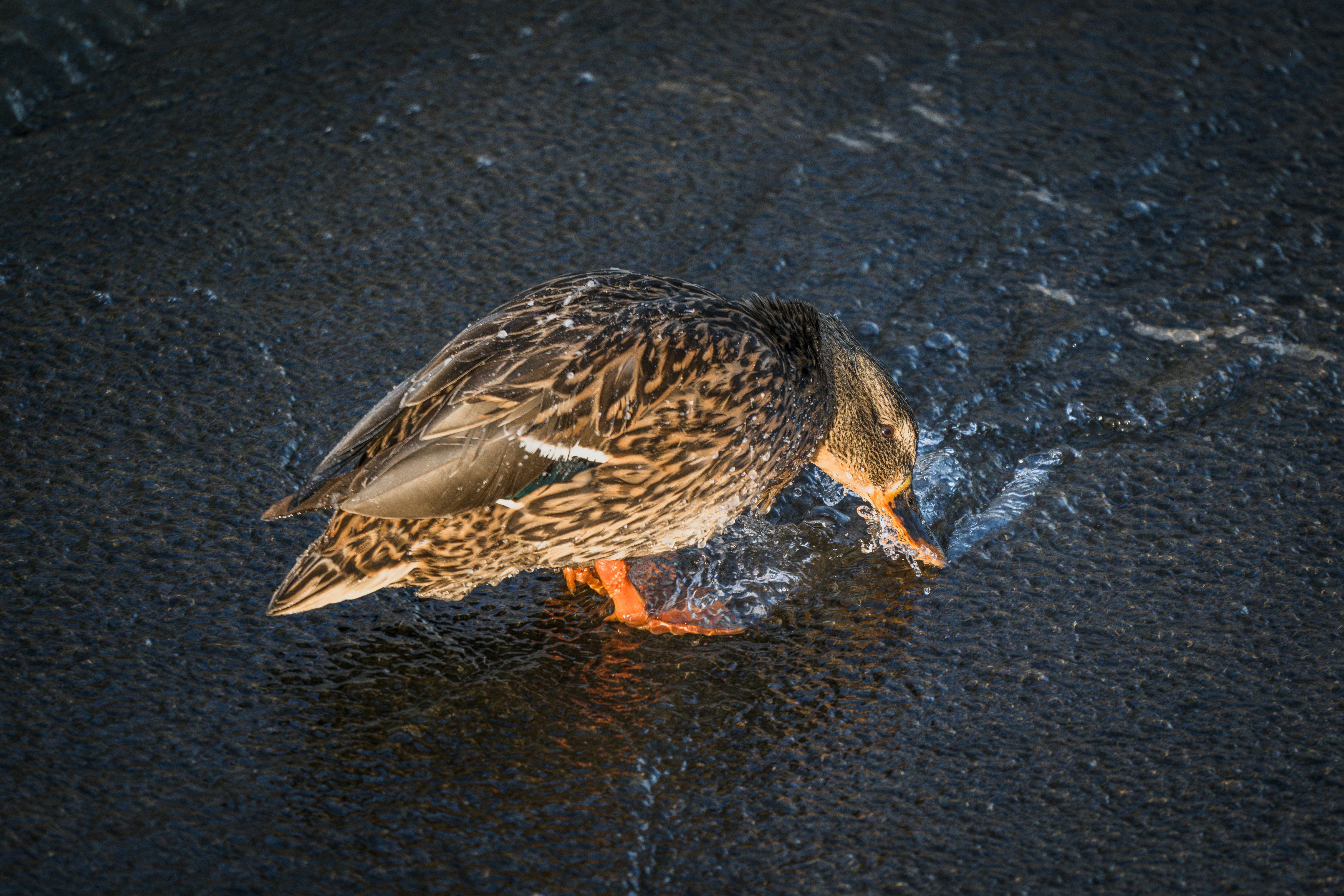 Photo by andreystrizhkov