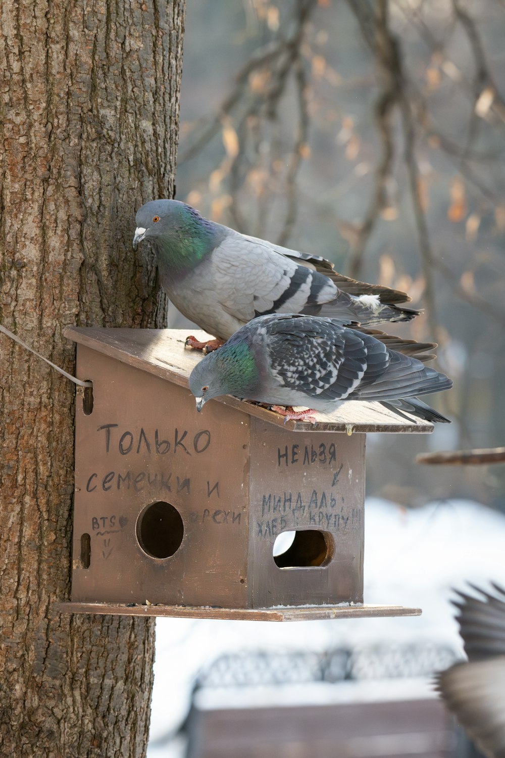 a couple of birds that are sitting on a bird house