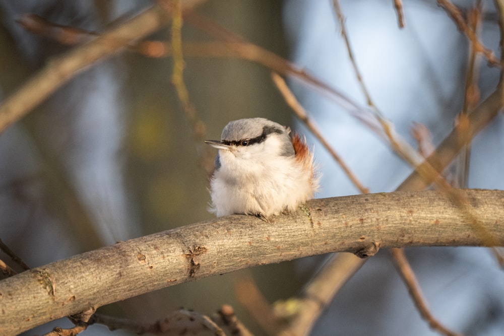 un piccolo uccello seduto in cima al ramo di un albero