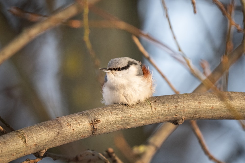 a small bird sitting on top of a tree branch