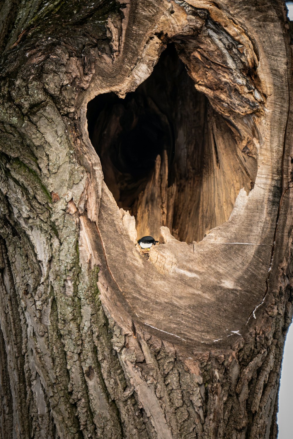 a bird is sitting in a hollow in a tree