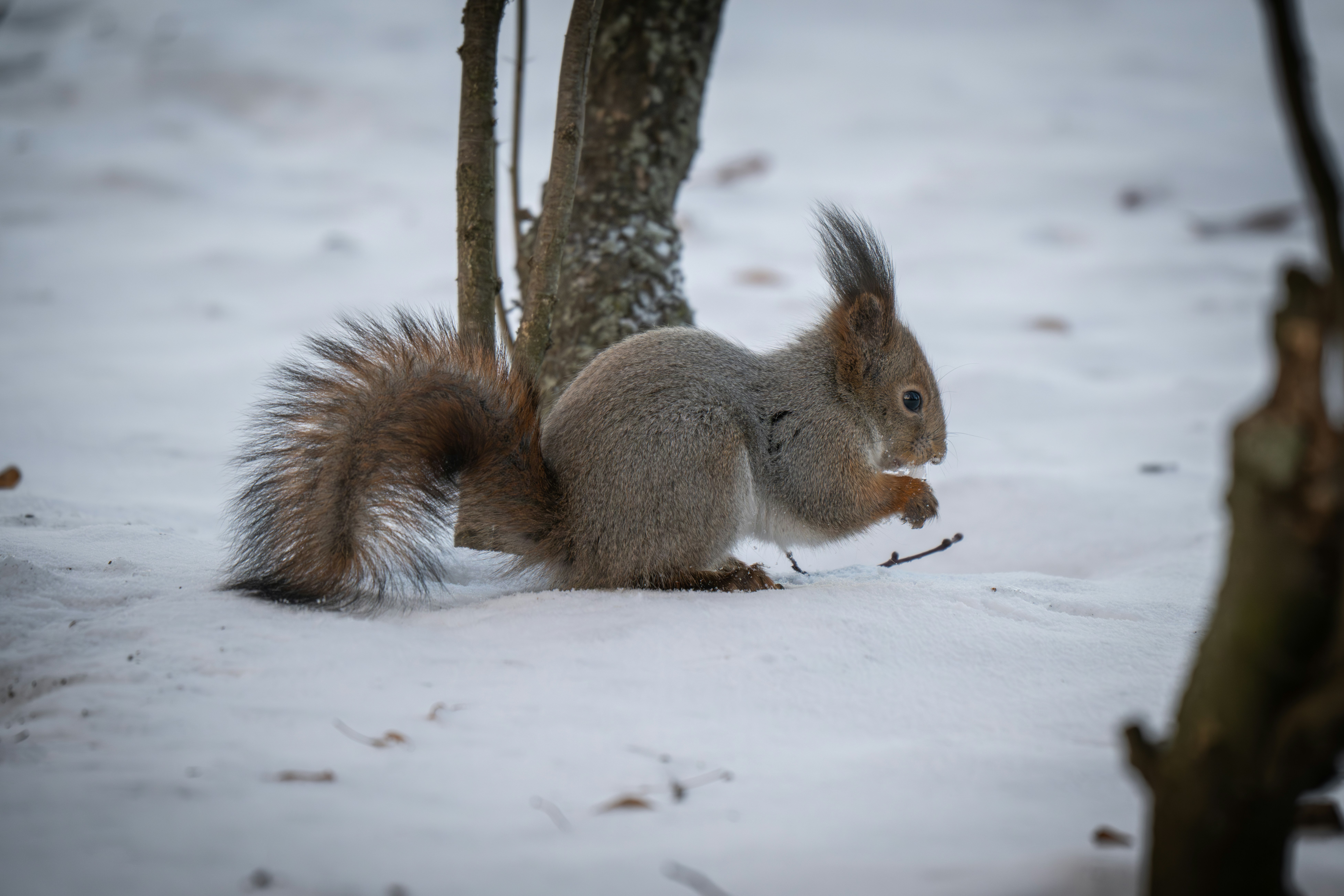 Photo by andreystrizhkov