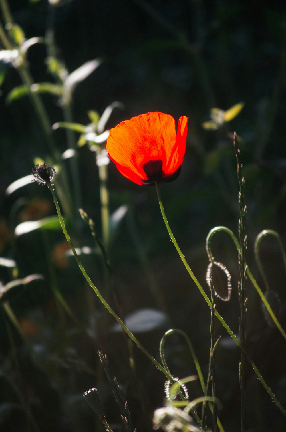 a single red poppy in a field of tall grass