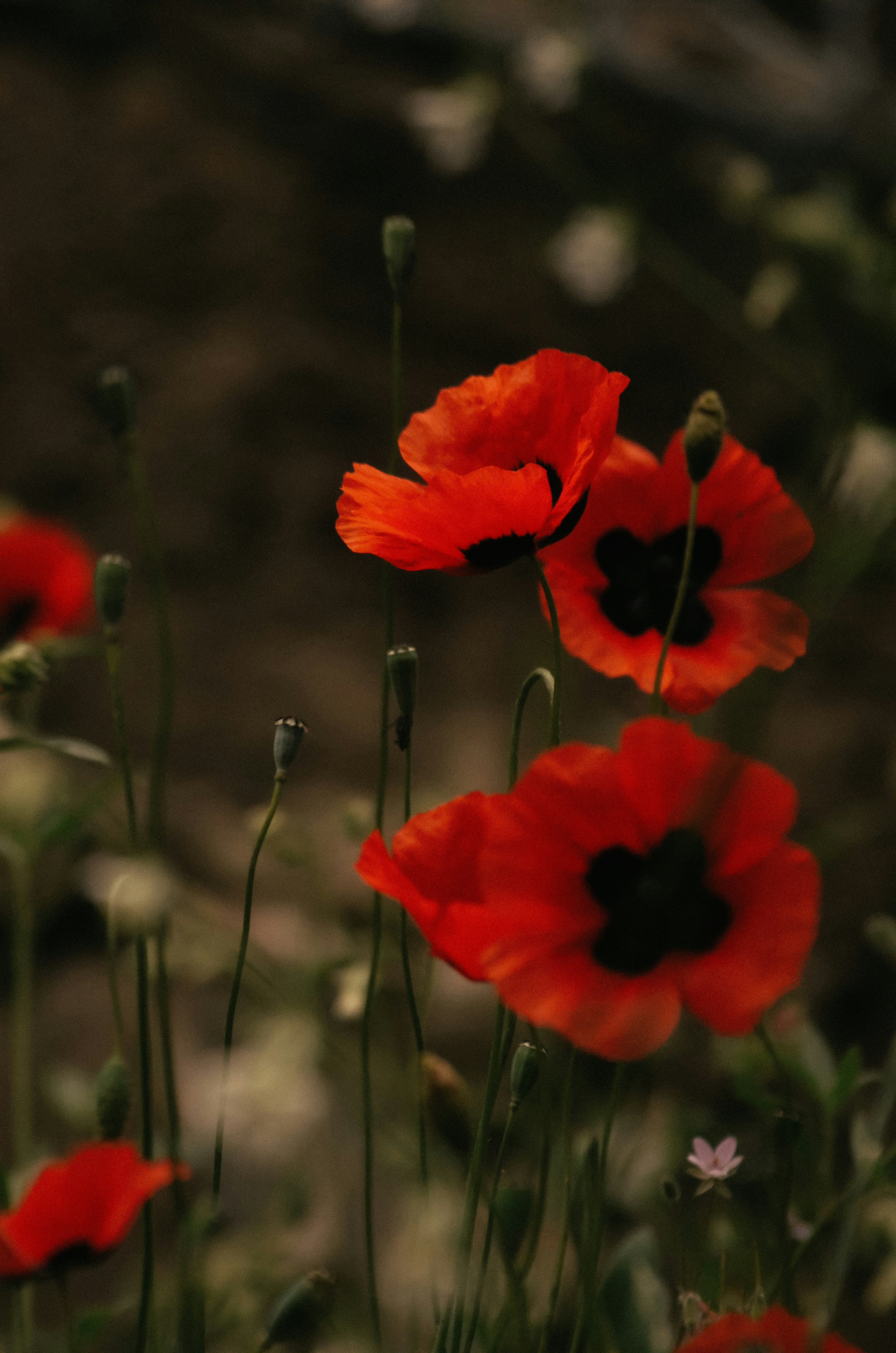 Photo by yourvladlena