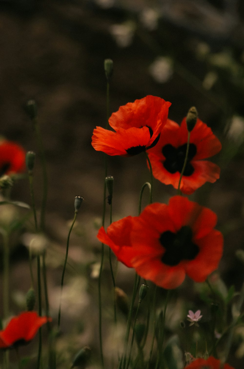 a bunch of red flowers that are in the grass