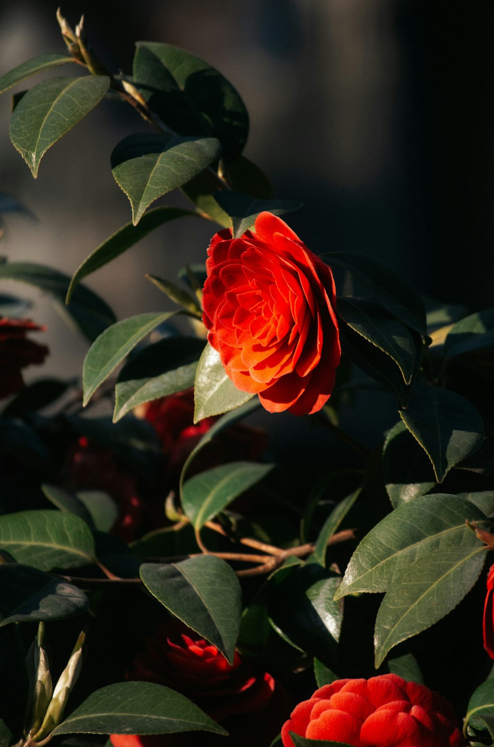 a close up of a flower on a bush