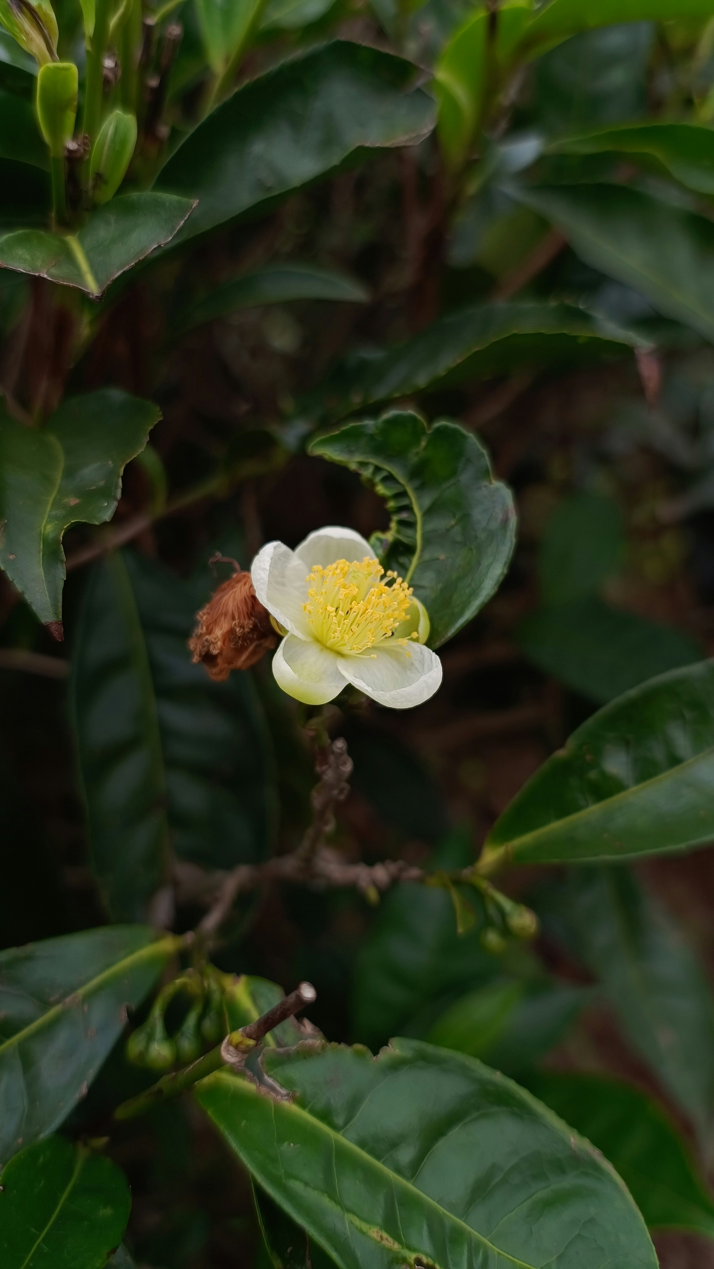 a white flower with a yellow center surrounded by green leaves