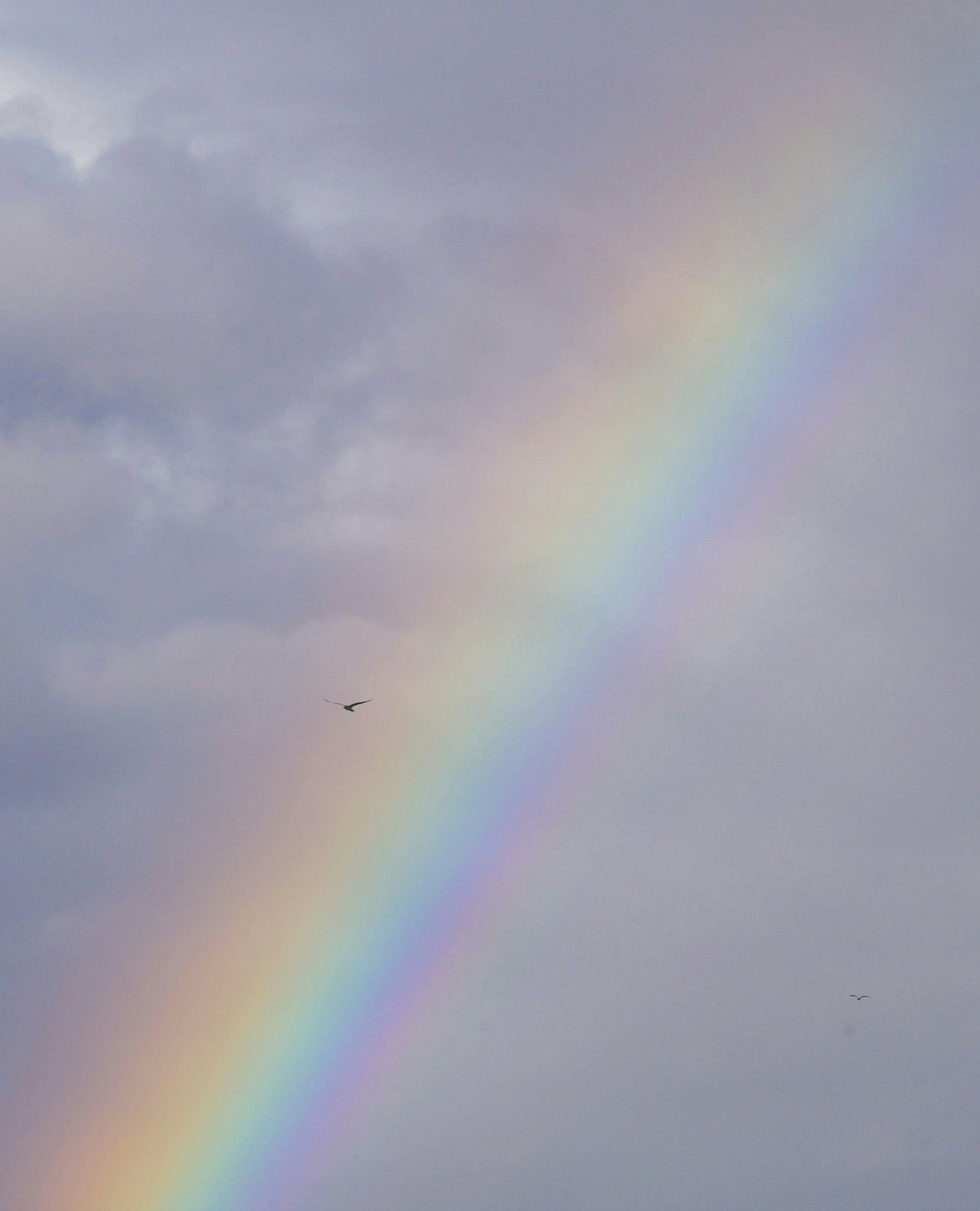 a rainbow in the sky with a bird flying by