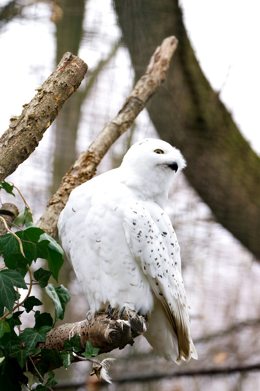 a white bird perched on a branch of a tree