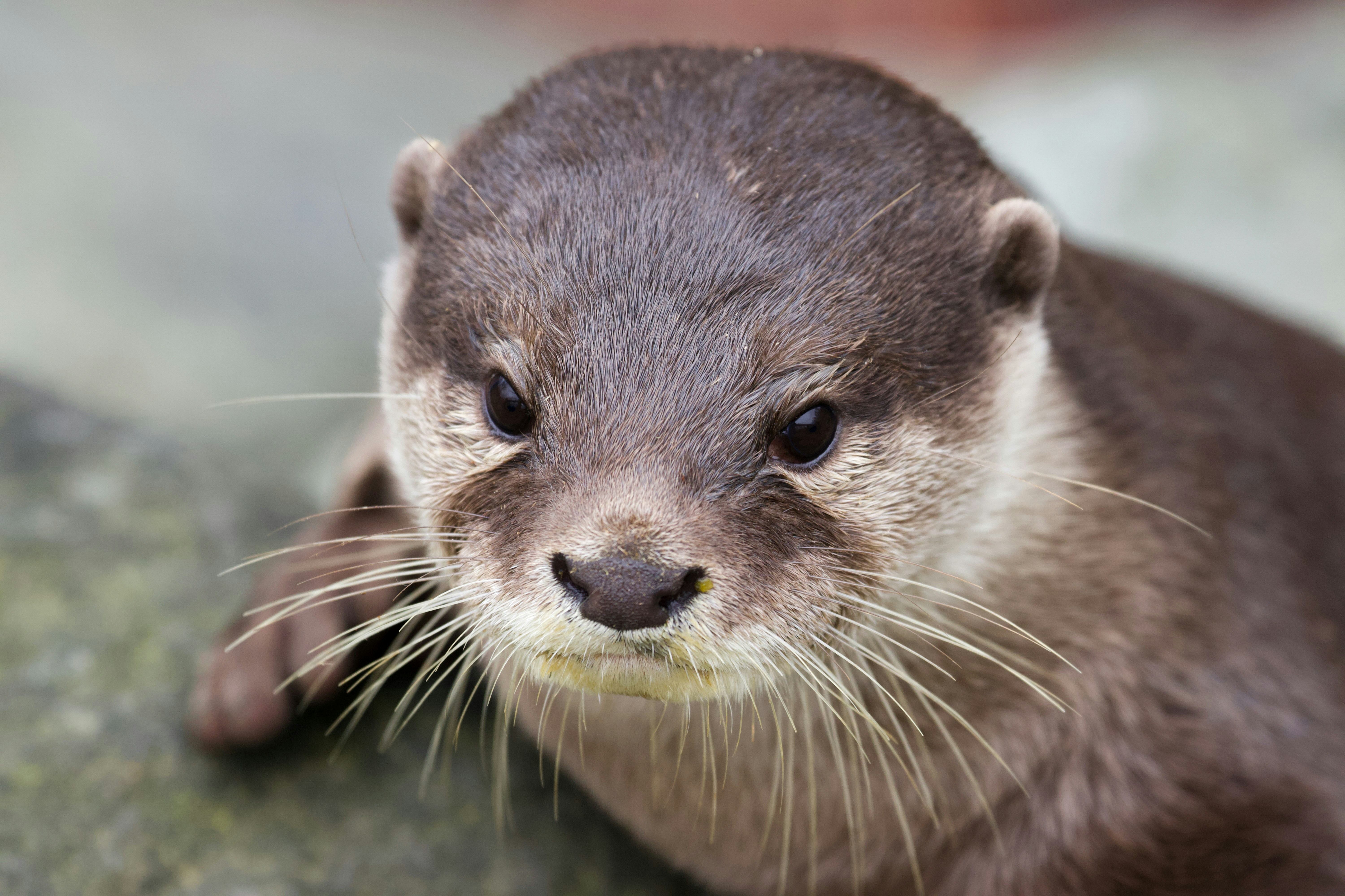 Photo by jakub_neskora