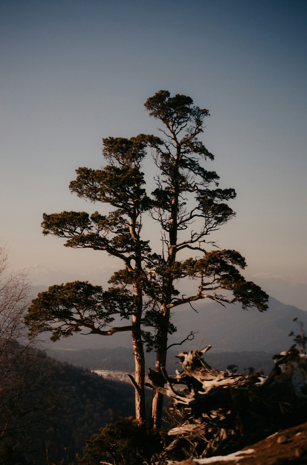 a lone pine tree on the top of a mountain
