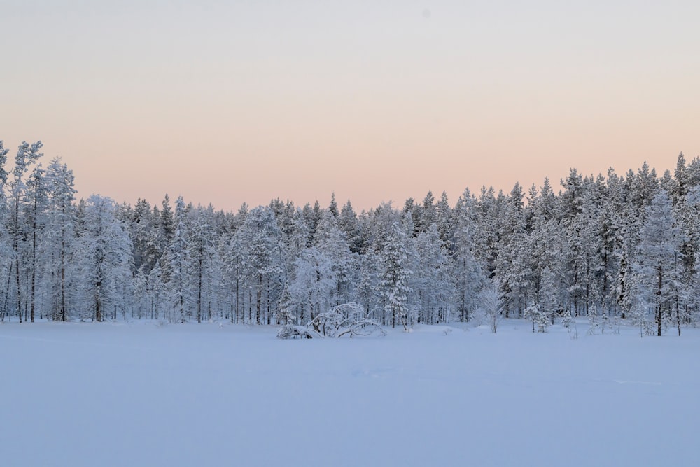 a snow covered field with trees in the background