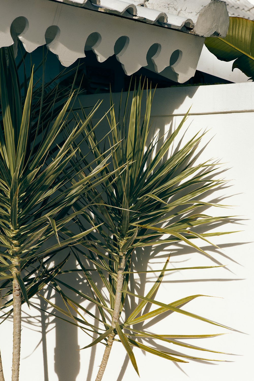 a close up of a palm tree near a building