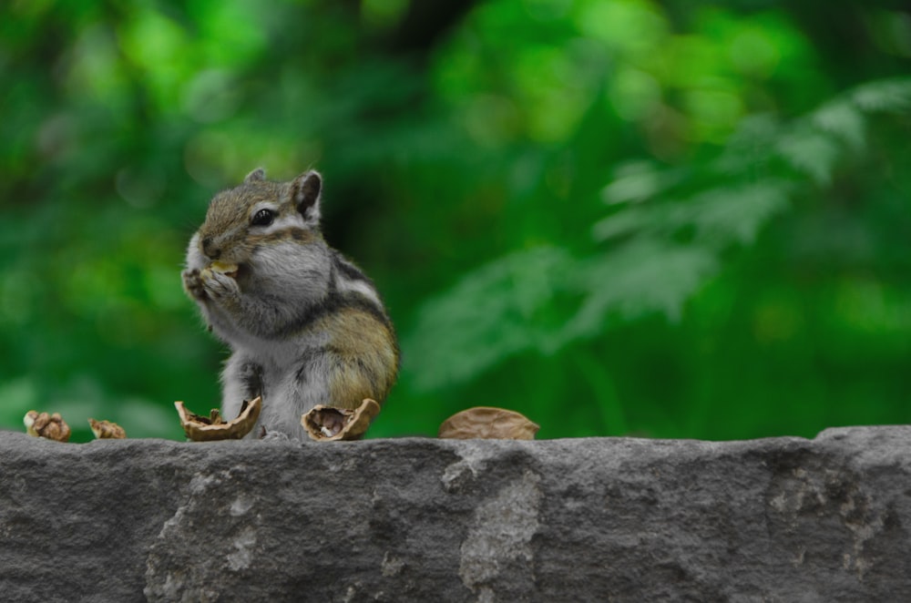 a small squirrel sitting on top of a rock