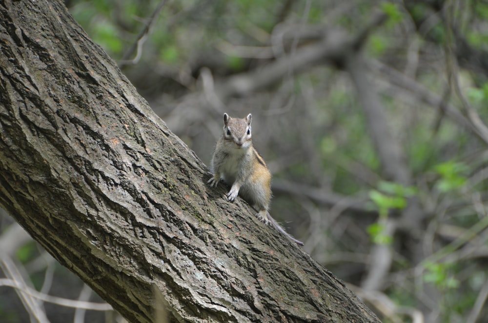 a squirrel is sitting on a tree branch