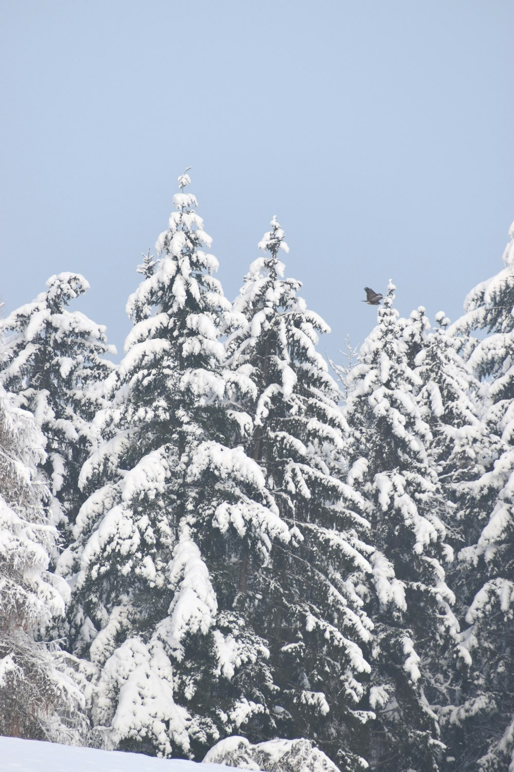 Un grupo de pinos cubiertos de nieve