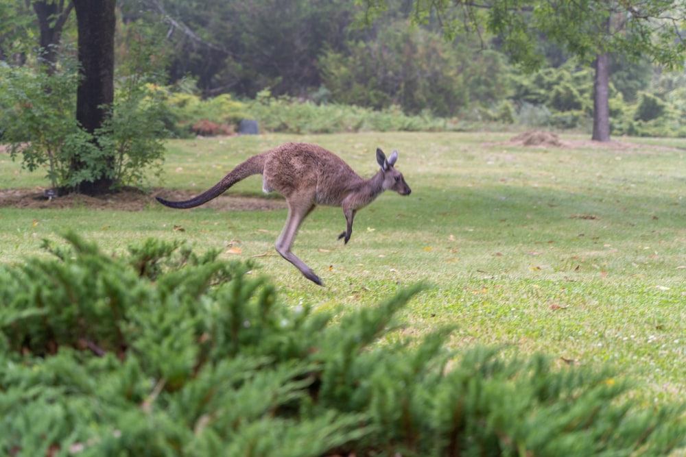 a kangaroo jumping up into the air in a field