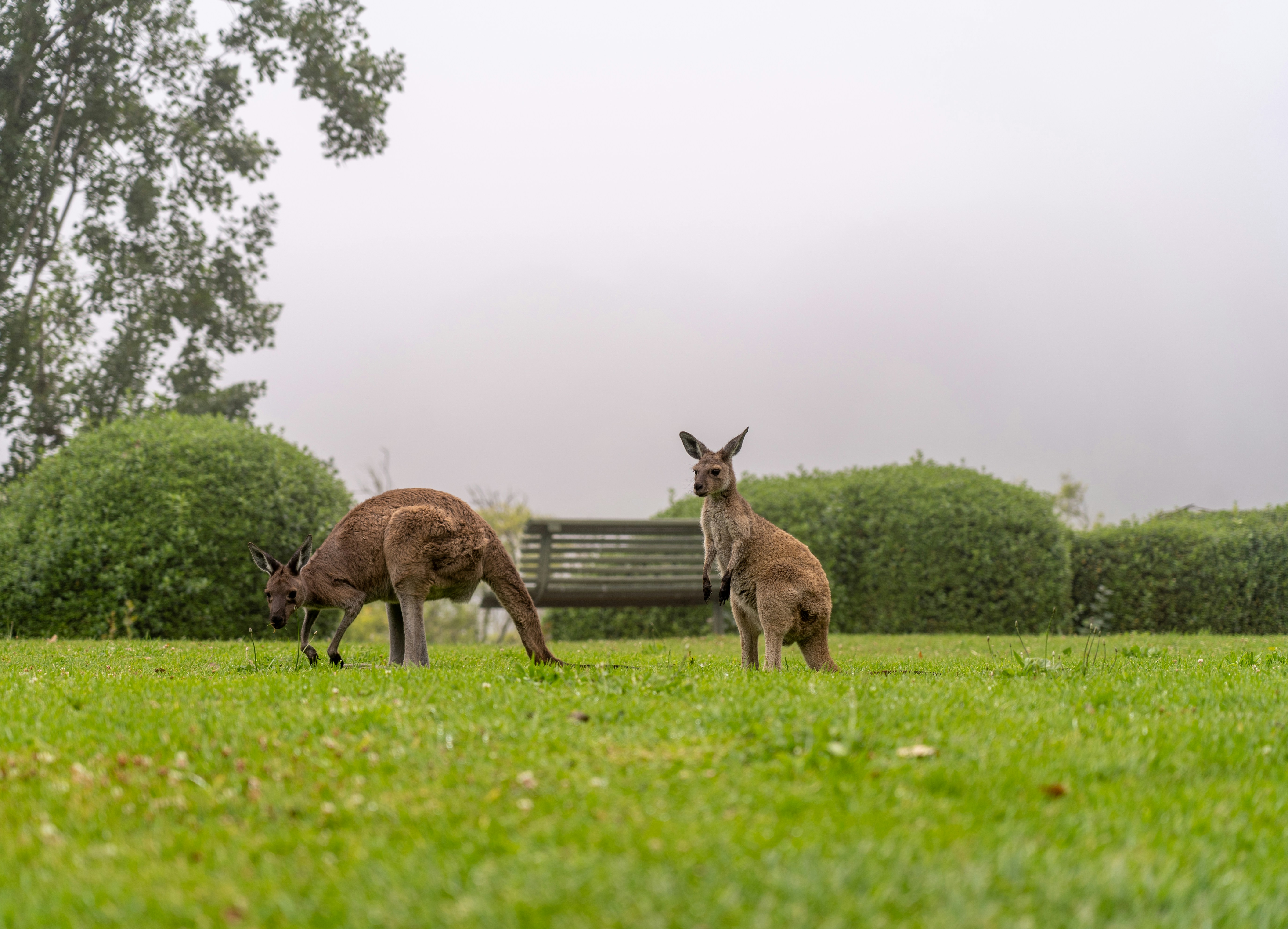 Dlaczego Lliam Williams zakończył karierę bokserską?