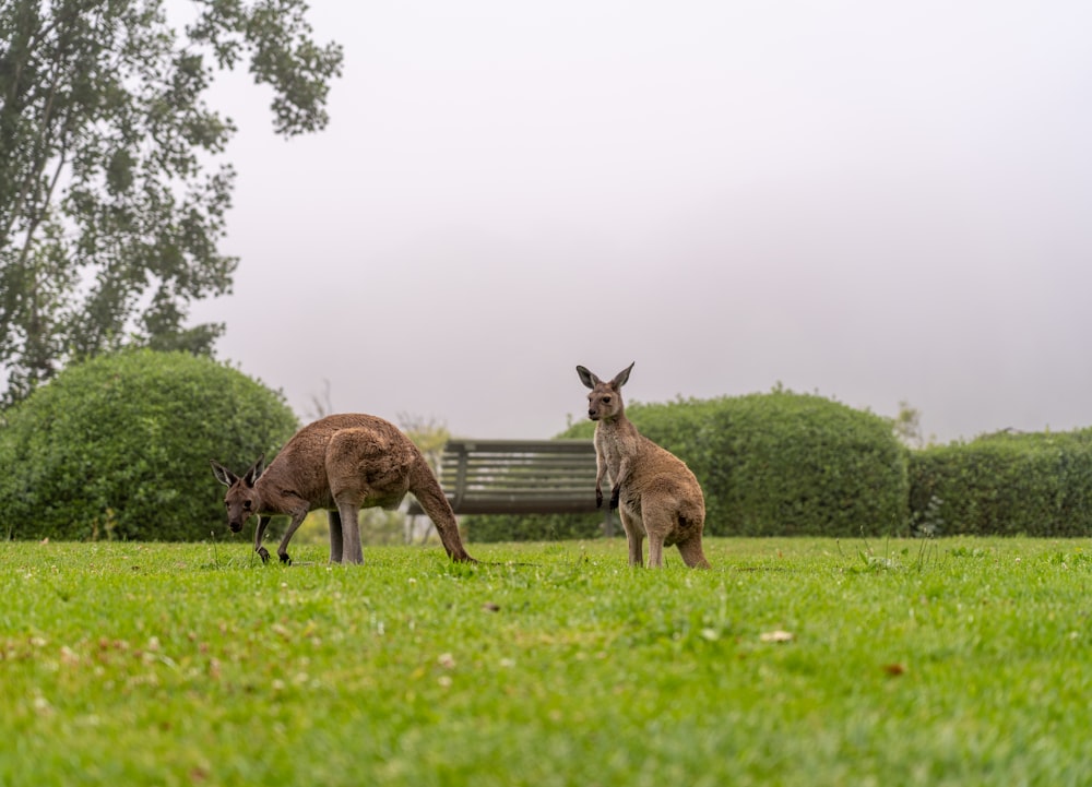 a couple of kangaroos are standing in the grass