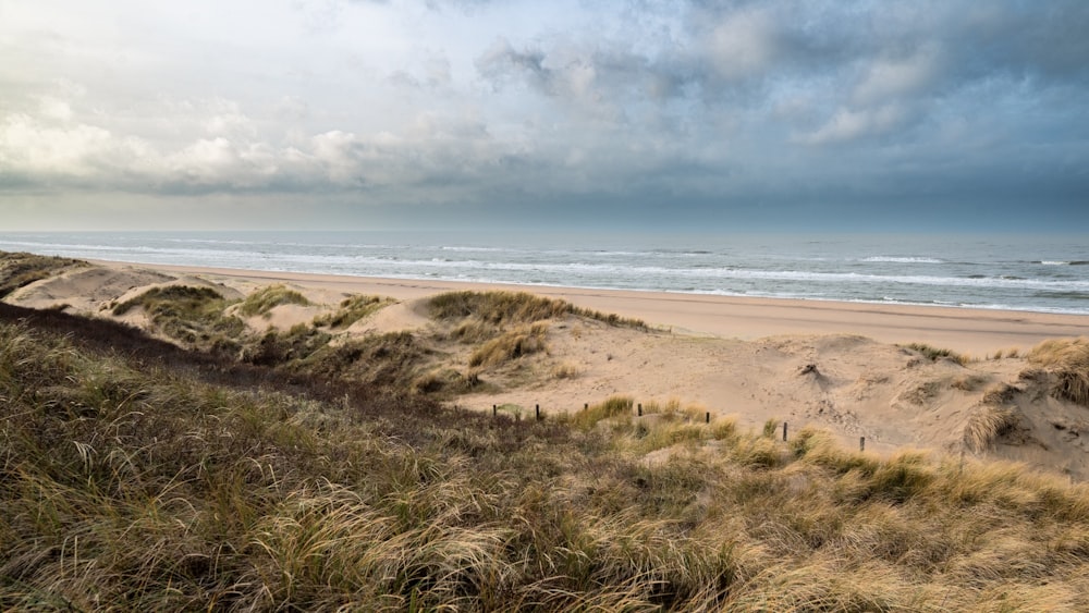 a sandy beach with grass growing on top of it