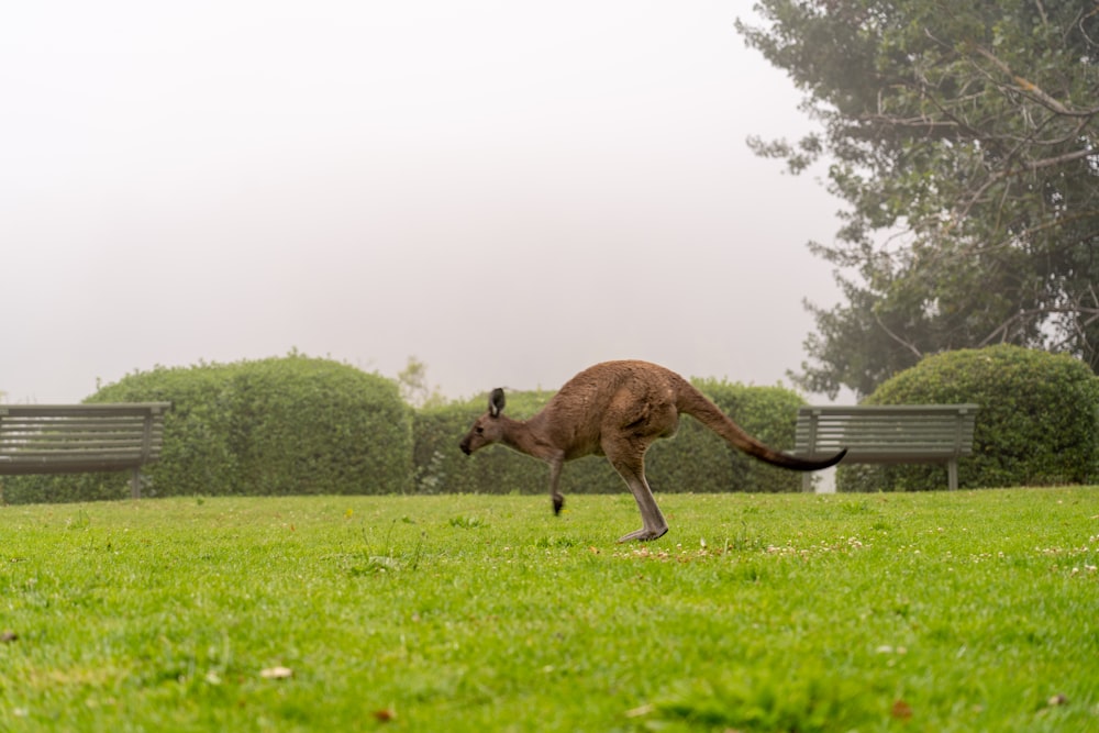 a kangaroo running in the grass near a park bench