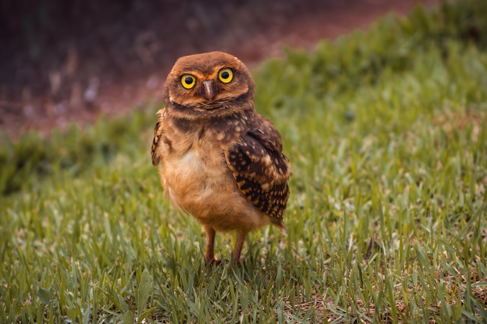 a small owl standing on top of a lush green field