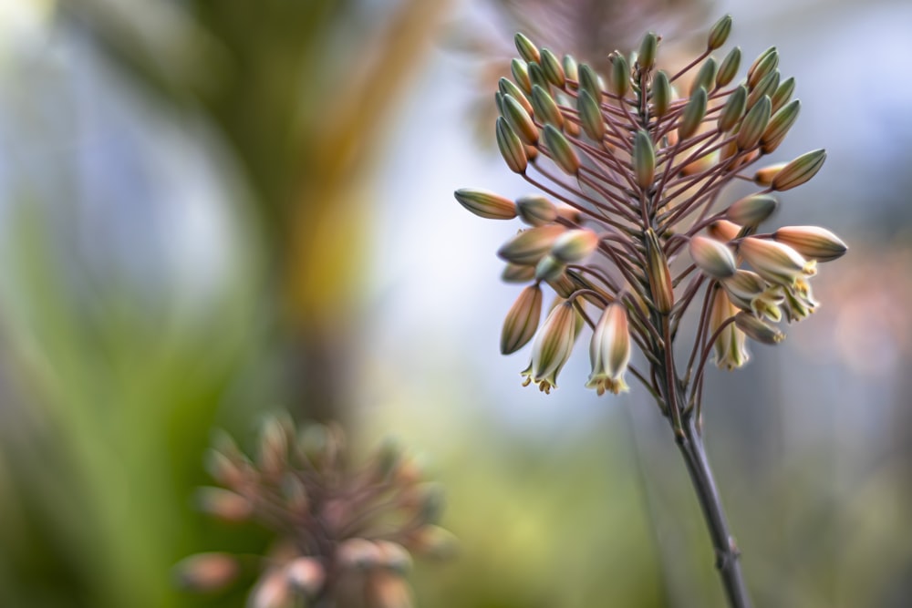 a close up of a flower with a blurry background