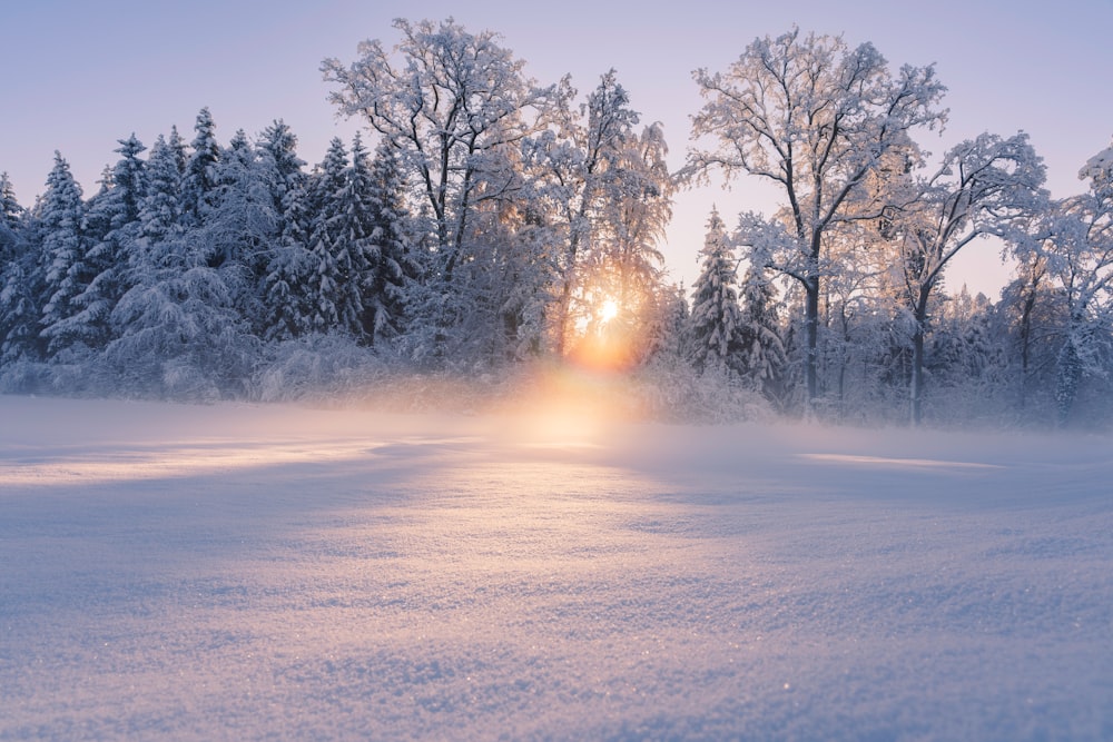 the sun is shining through the trees in the snow