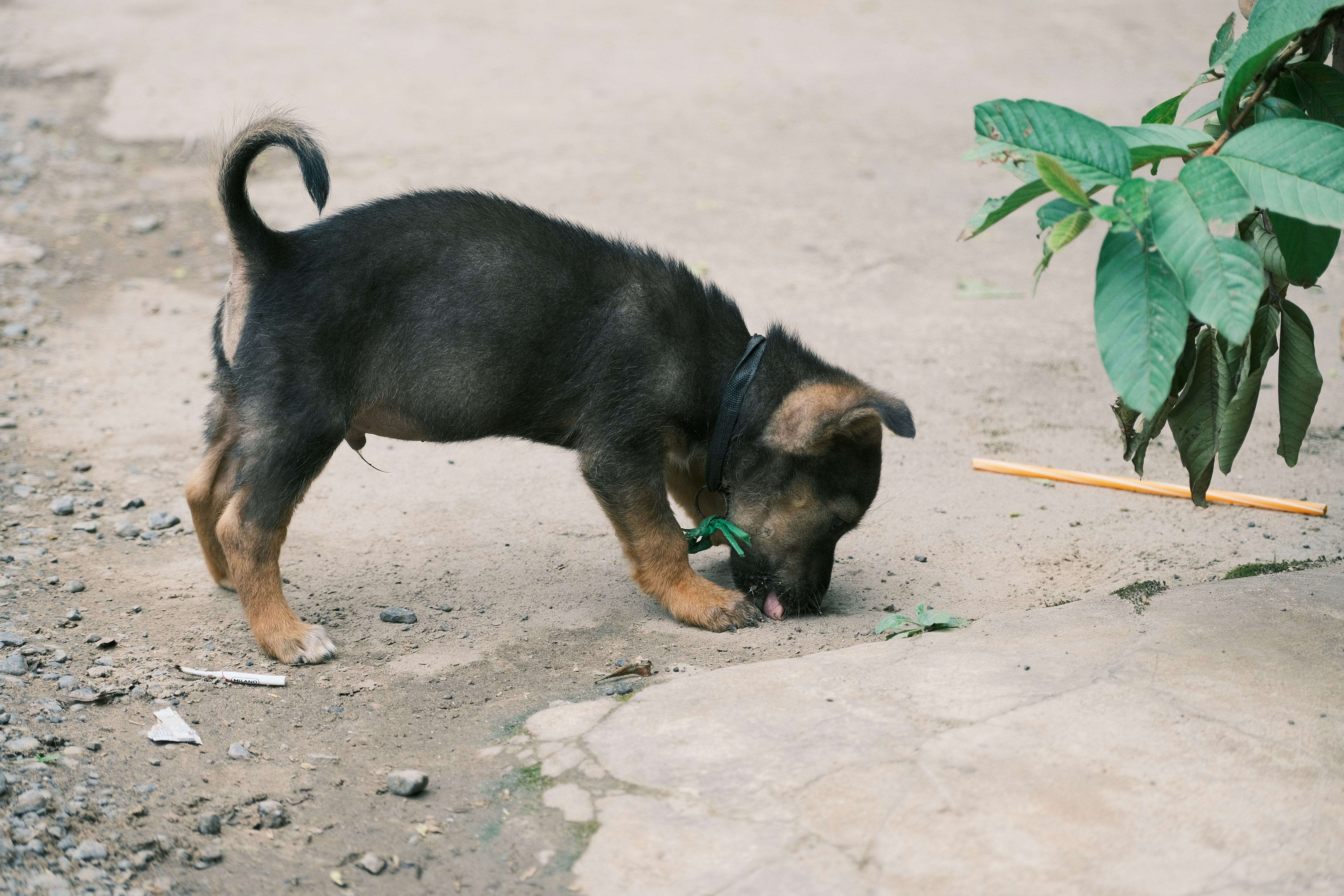 Welsh terrier