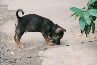 a small black and brown dog sniffing a stick