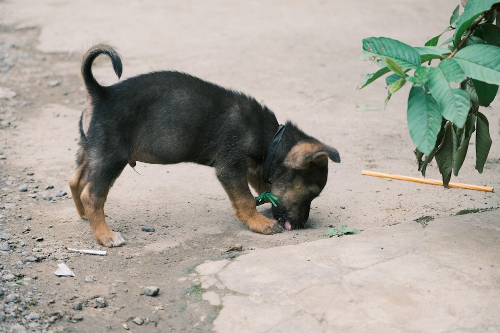 a small black and brown dog sniffing a stick
