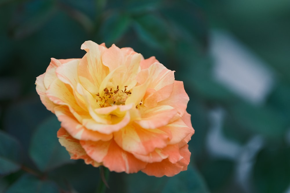 a close up of a flower with a blurry background