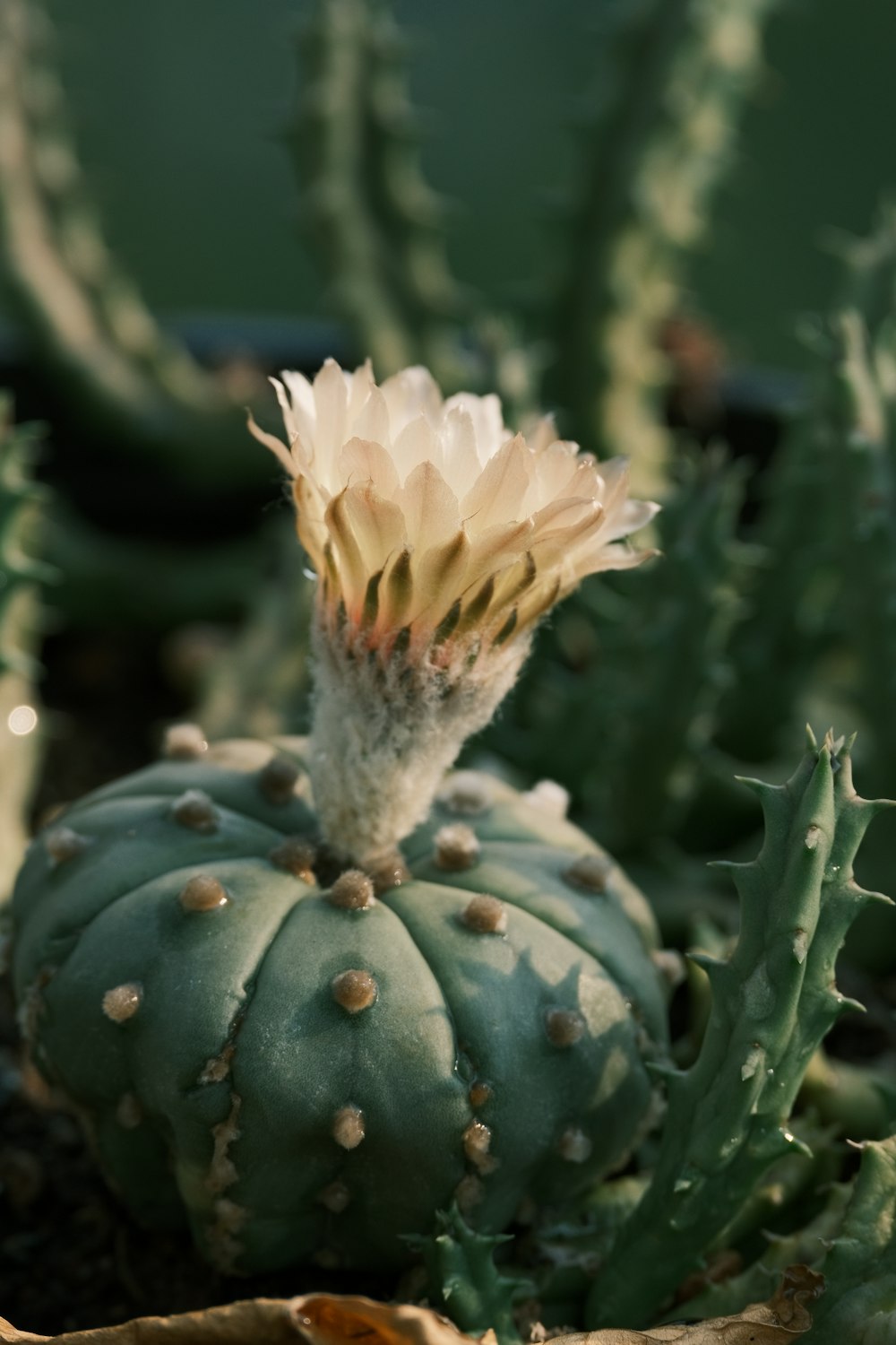 a close up of a cactus plant with a white flower