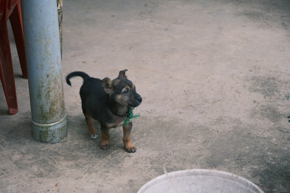 a small black and brown dog standing next to a pole