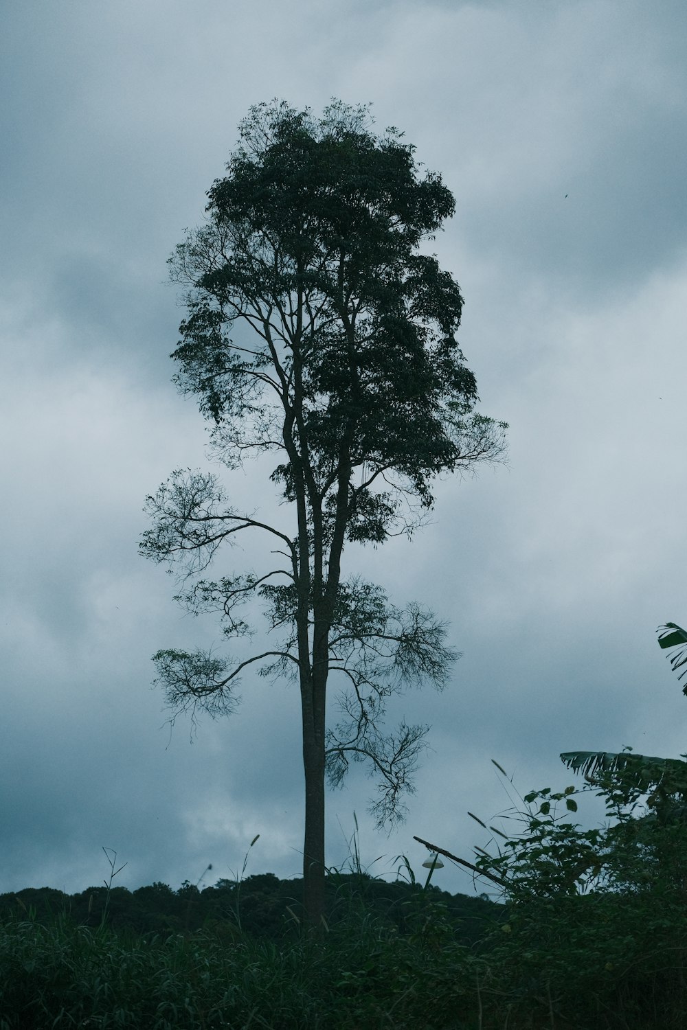 a lone tree on a hill under a cloudy sky