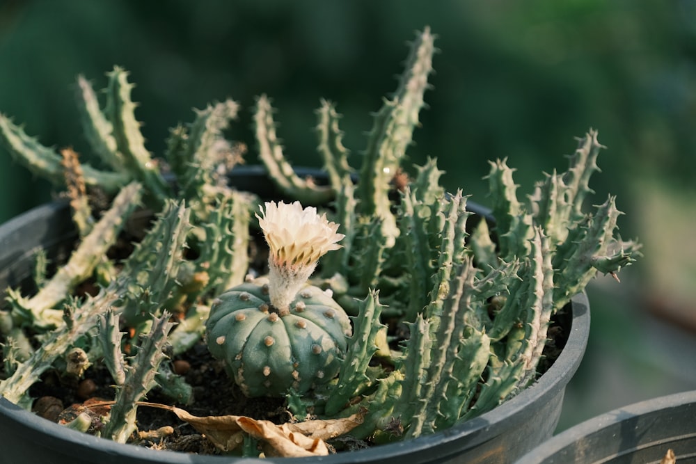 a potted plant with a white flower in it