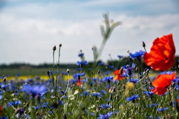 a field full of blue and red flowers