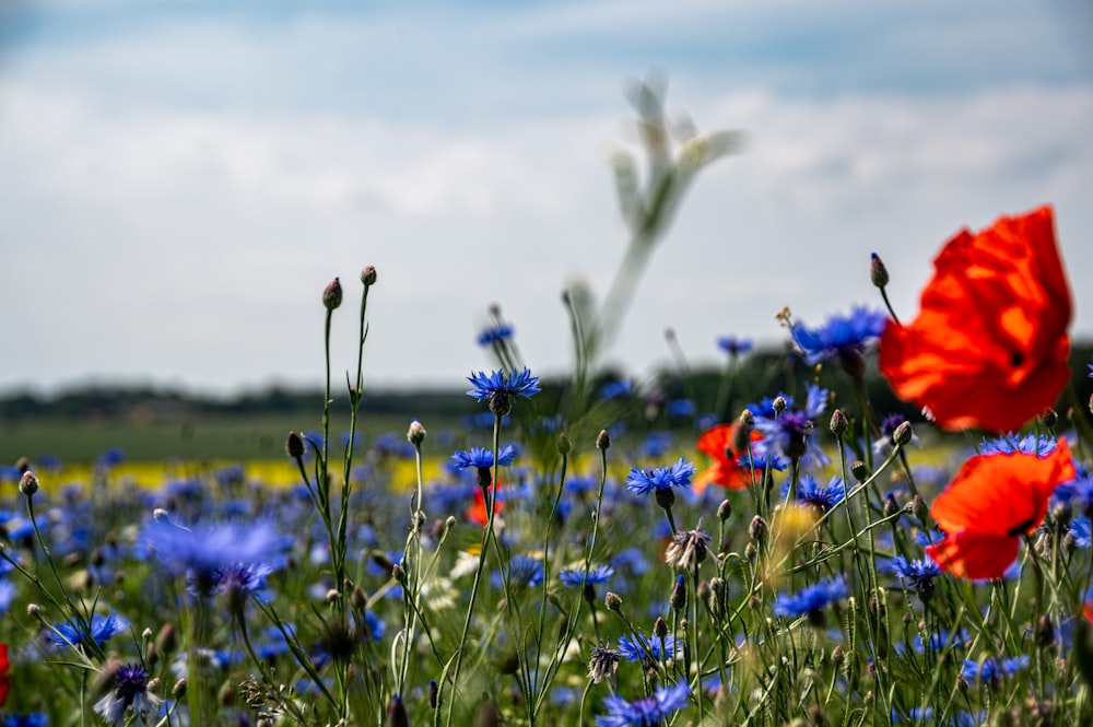 a field full of blue and red flowers